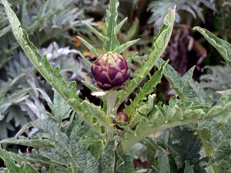Herbaceous plant green leaves orchard
