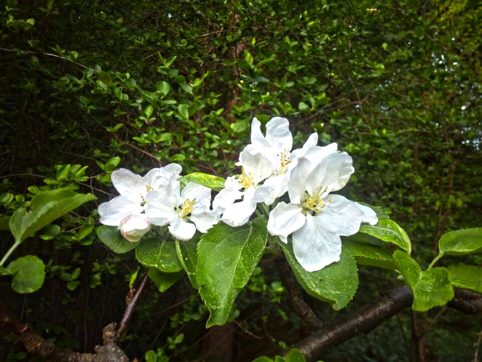 Flower cherry blooming flower