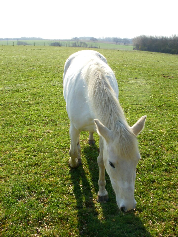 Nature equestrian equine