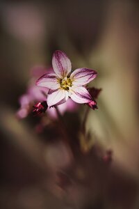 Pink pink flower flora photo