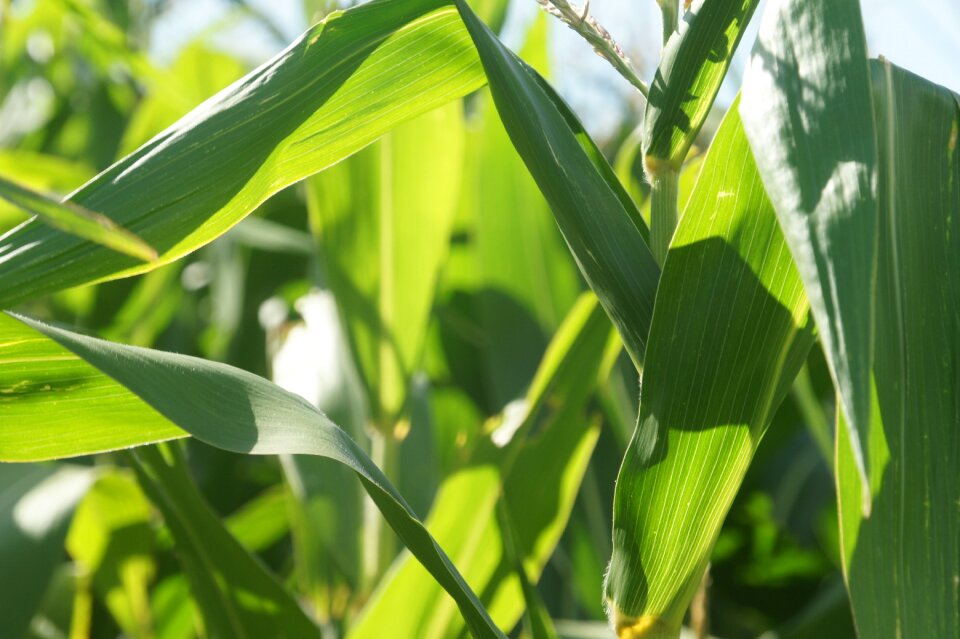 Agriculture cornfield production