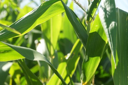 Agriculture cornfield production