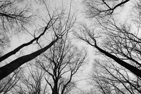Forest natural moody