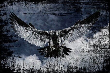 Feather bird of prey bird