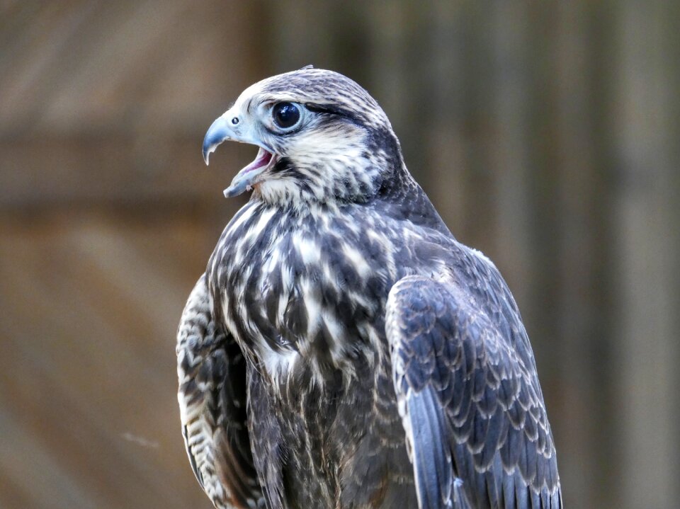 Nature plumage bird of prey