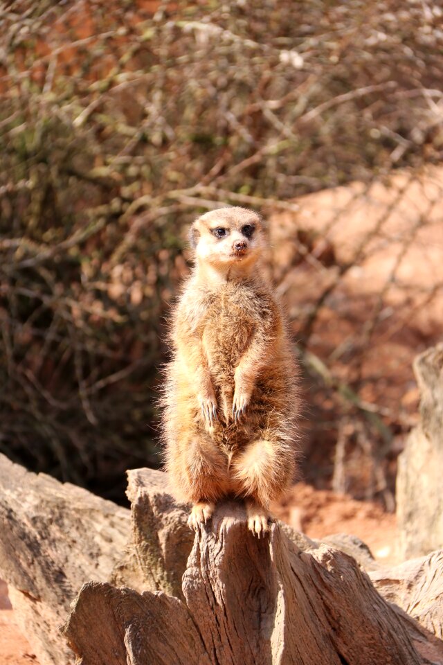 Zoo animal mammal