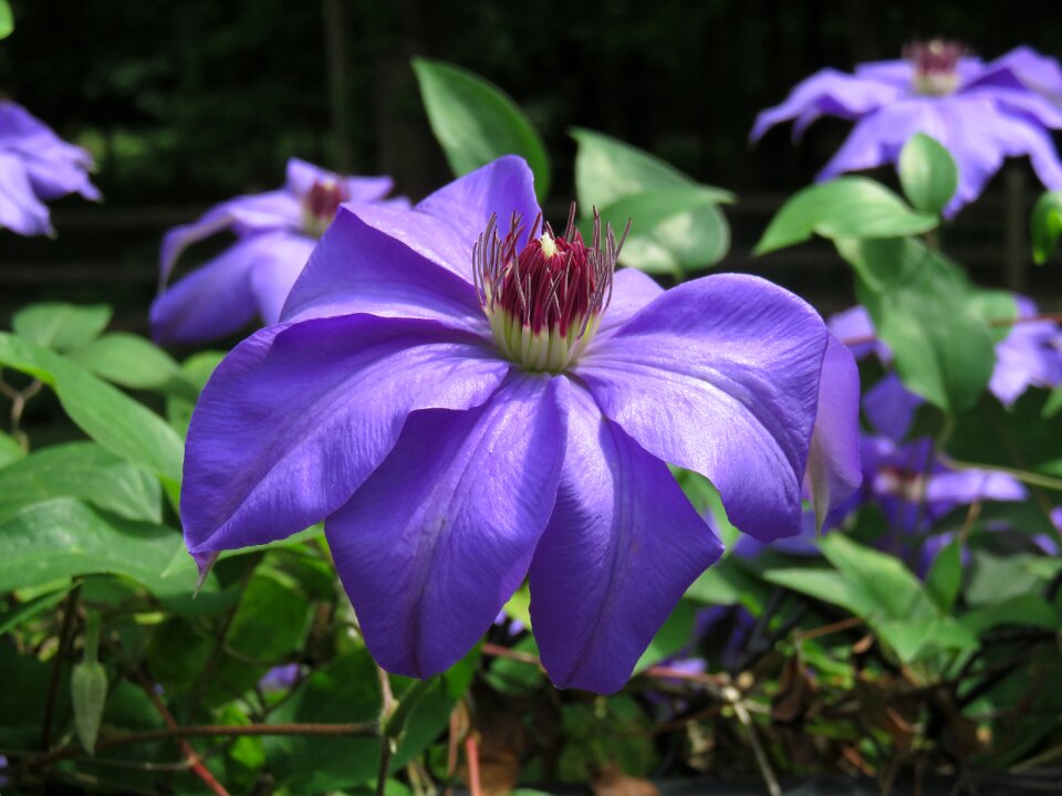 Plant summer garden