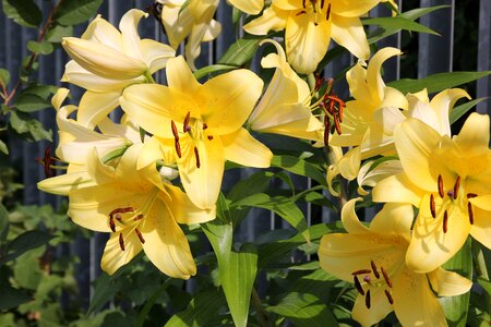 Lily garden Free photos