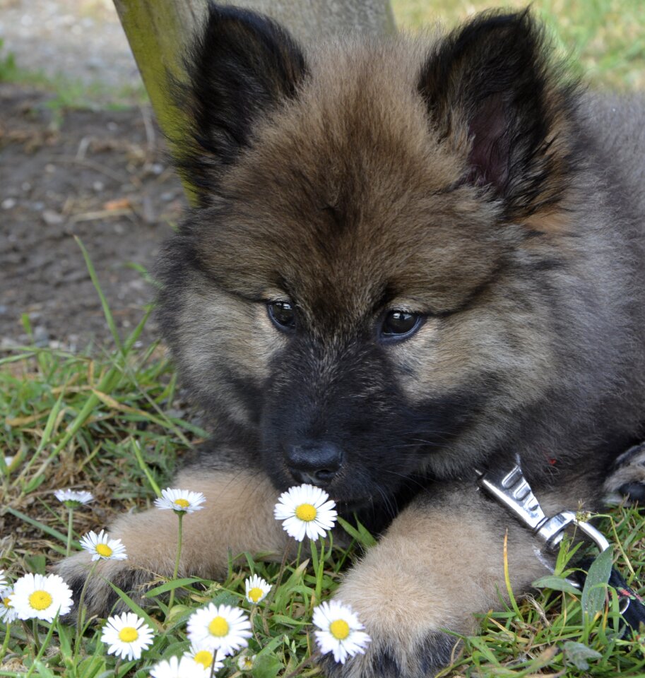 Young puppy bitch orlaya-blue eurasier domestic animal