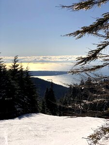 Cypress cypress mountain tree