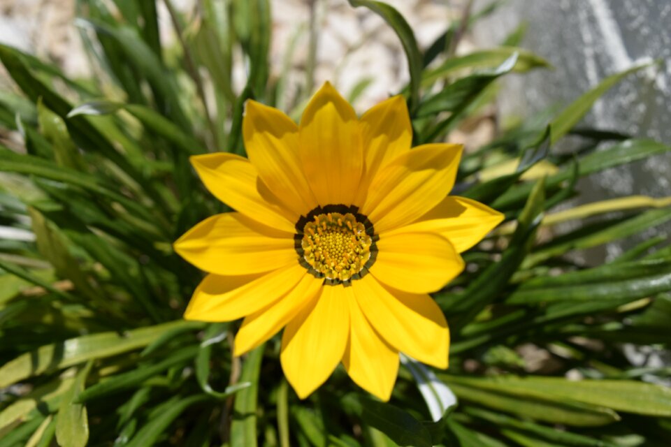 Outdoor bloom garden