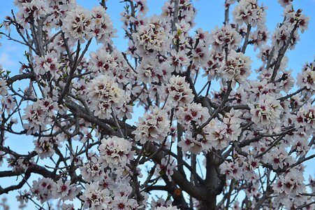 Flowering almond trees flowery branch flowers photo