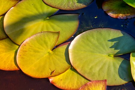 Leaves sunshine pond photo