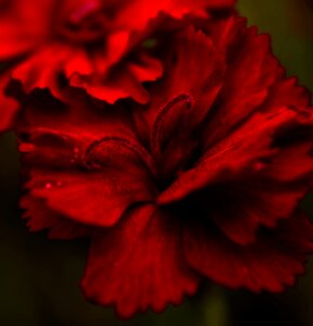 Macro nature blossom photo