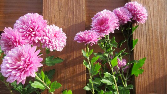 Flower wood blossom