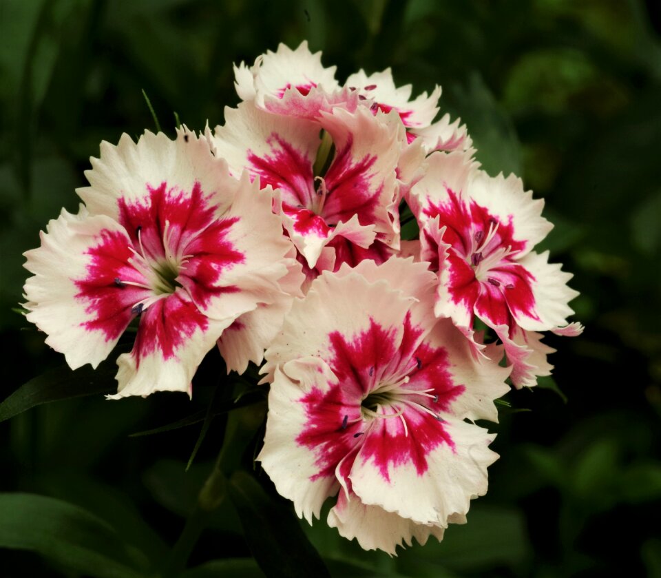 Carnations carnations variegated
