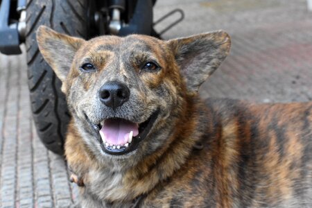 Canine domestic happy