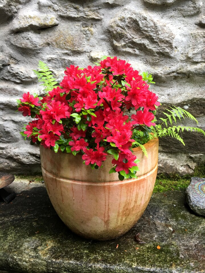 Signs of spring hall plant