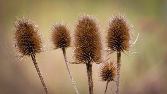 Field nature