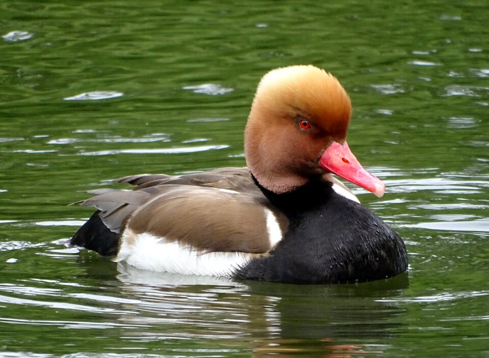 Duck closeup red-crested pochard