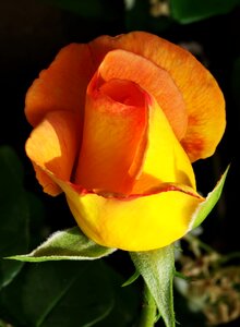 Rose yellow rose pink mottled