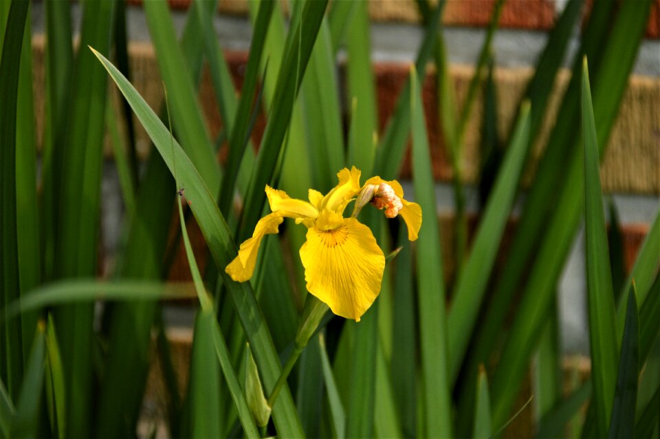 Nature yellow yellow flowers