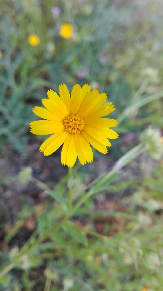 Yellow flower nature margaret wild