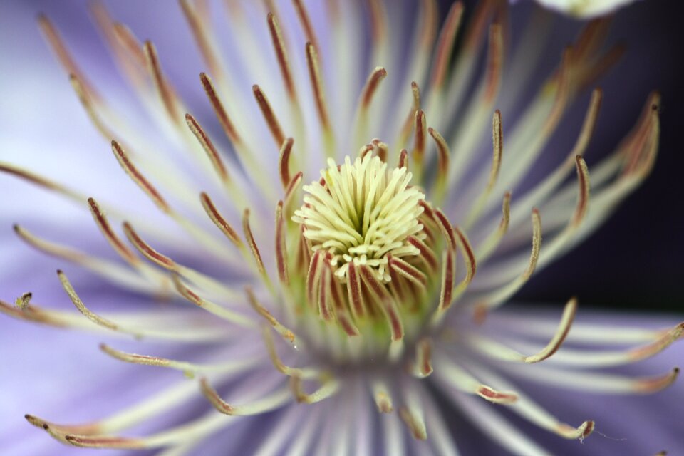 Macro heart of flower climbing
