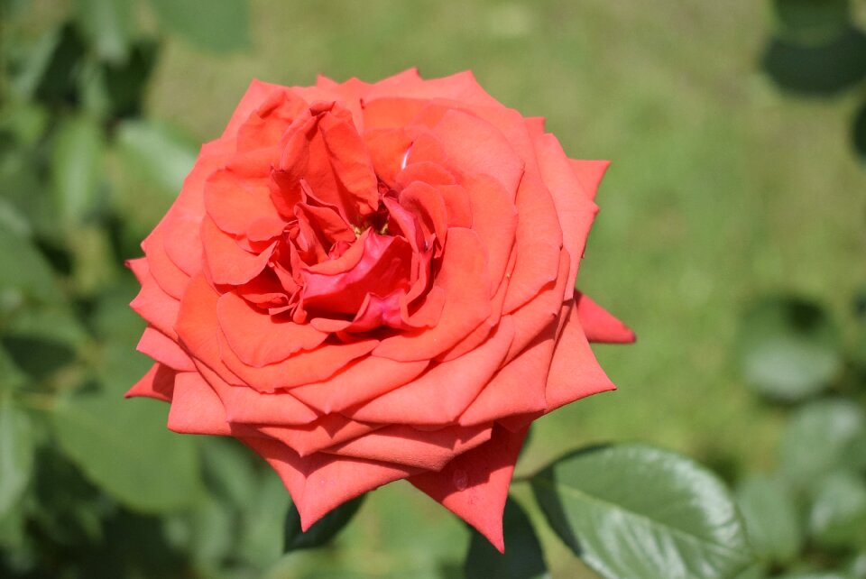 Rose red petals photo