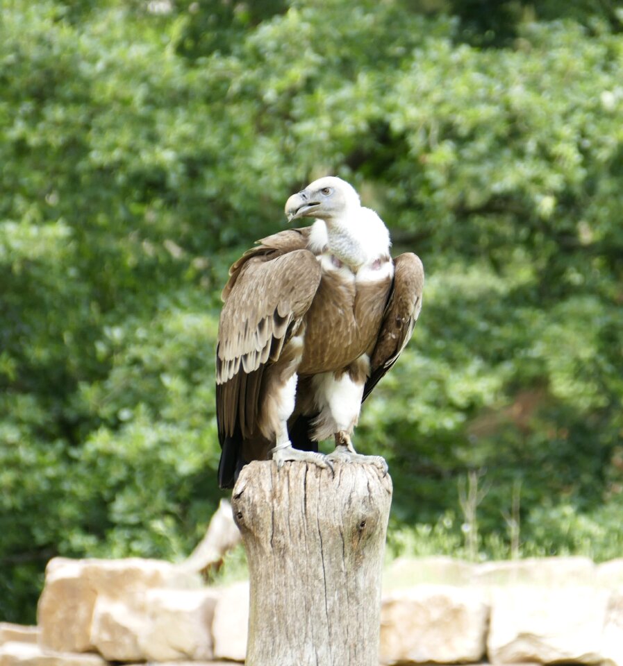 Raptor bird of prey falconry