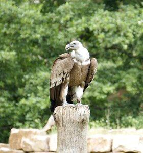 Raptor bird of prey falconry photo