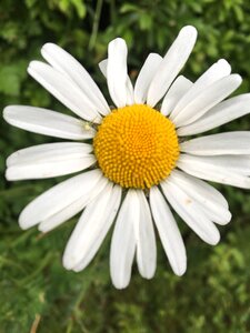 White flower blossom