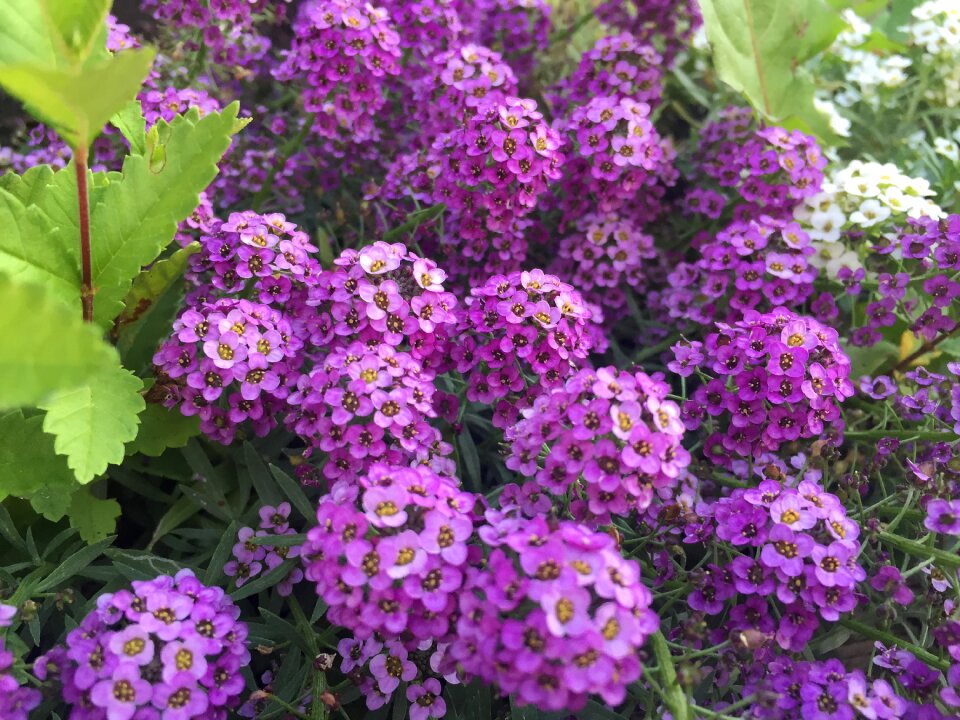 Purple purple flower floral