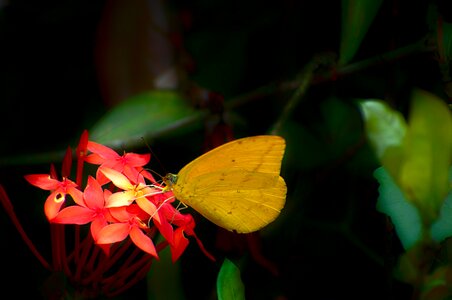 Nature wildlife black butterfly