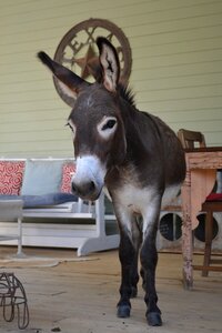 Funny farm animal big ears photo