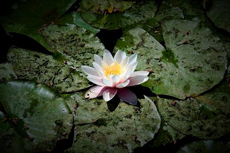 Water lilies the beauty of nature flower water photo