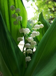 White nature flower photo