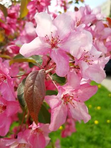 Blooming apple tree spring flowering tree