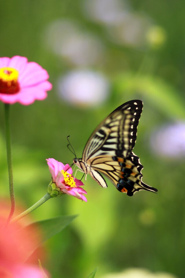 Nature plants wildflower