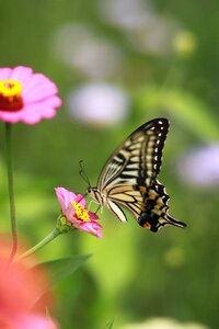 Nature plants wildflower
