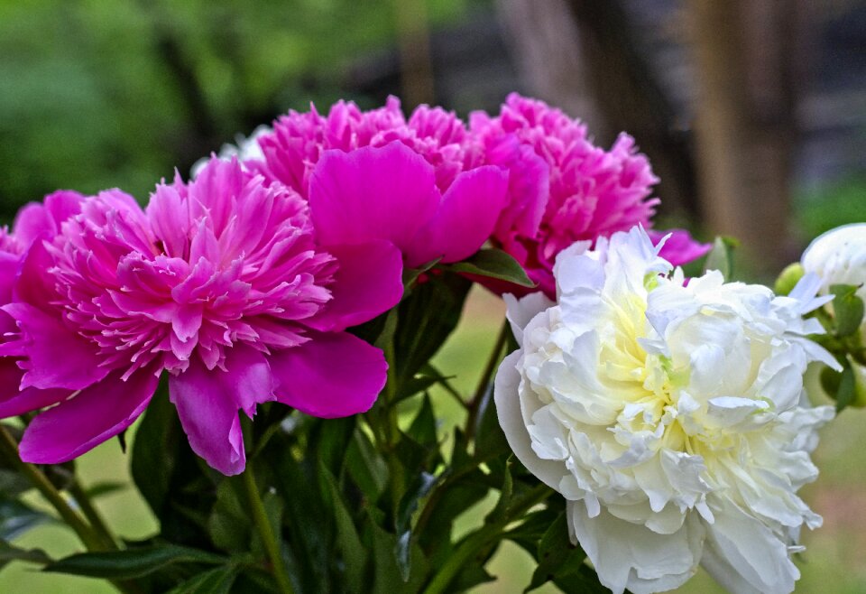 Spring garden