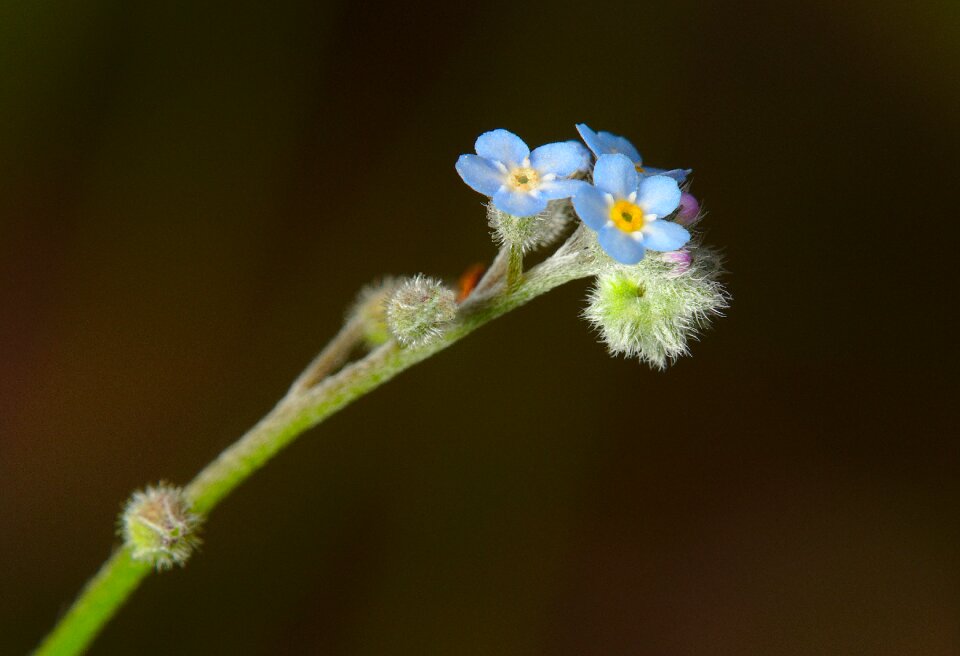 Blossom bloom blue
