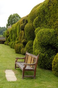 Thuja cut garden wall