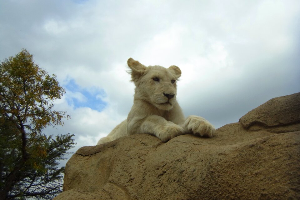 Leeuwenjong white lion Free photos