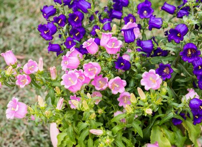 Flower pink spring