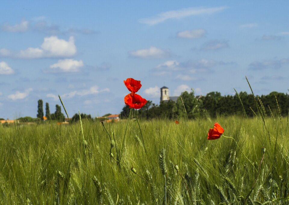 Wheat village nature