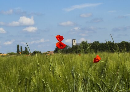 Wheat village nature