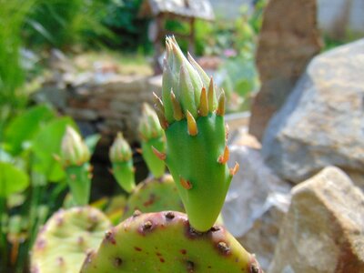 Spike nature pungent