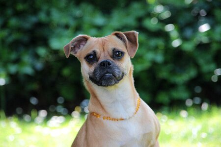 Cute small dog mammal
