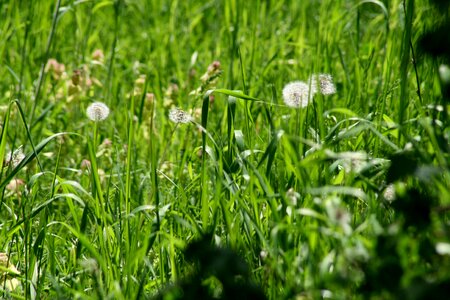 Dandelion green nature